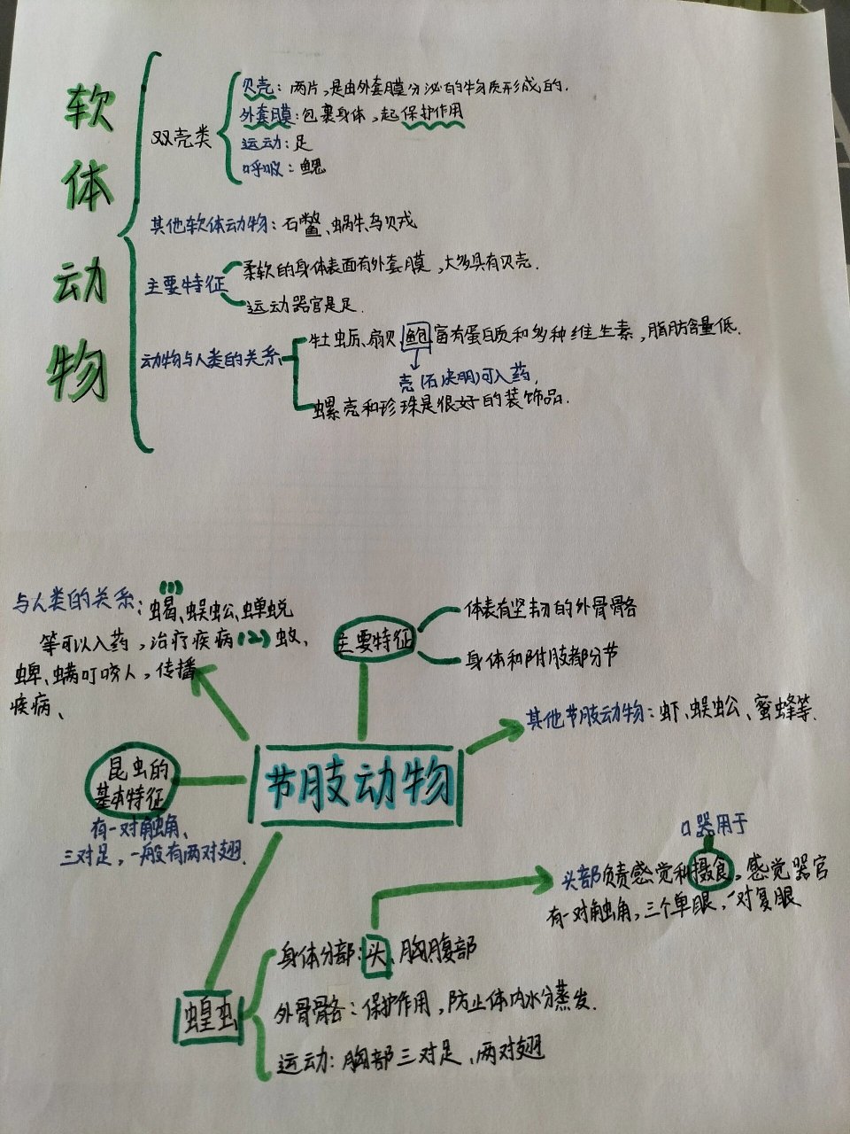 双壳类软体动物结构图图片