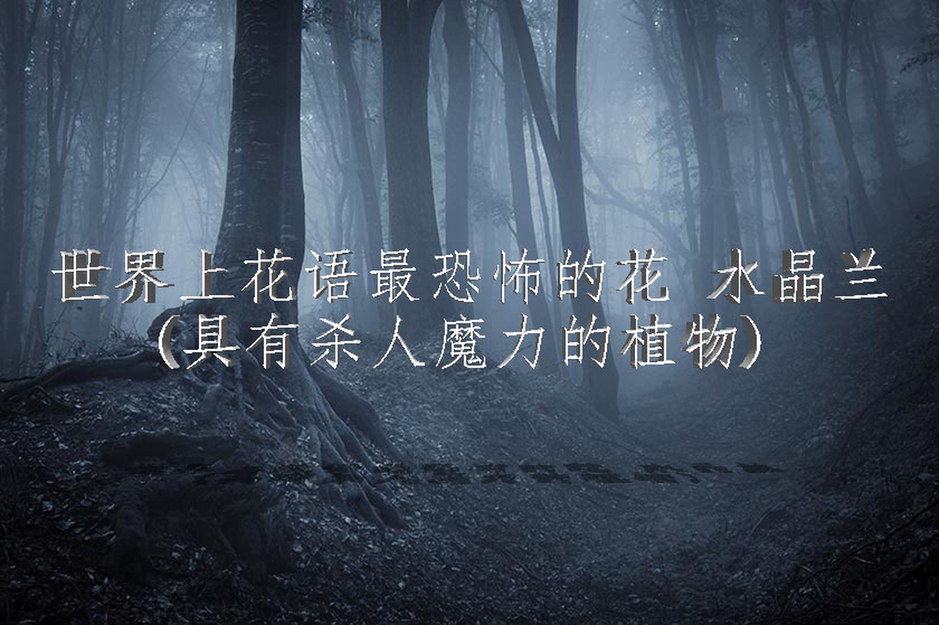 水晶兰 作为世界上花语最恐怖的花,水晶兰的这些恐怖花语其实是因为