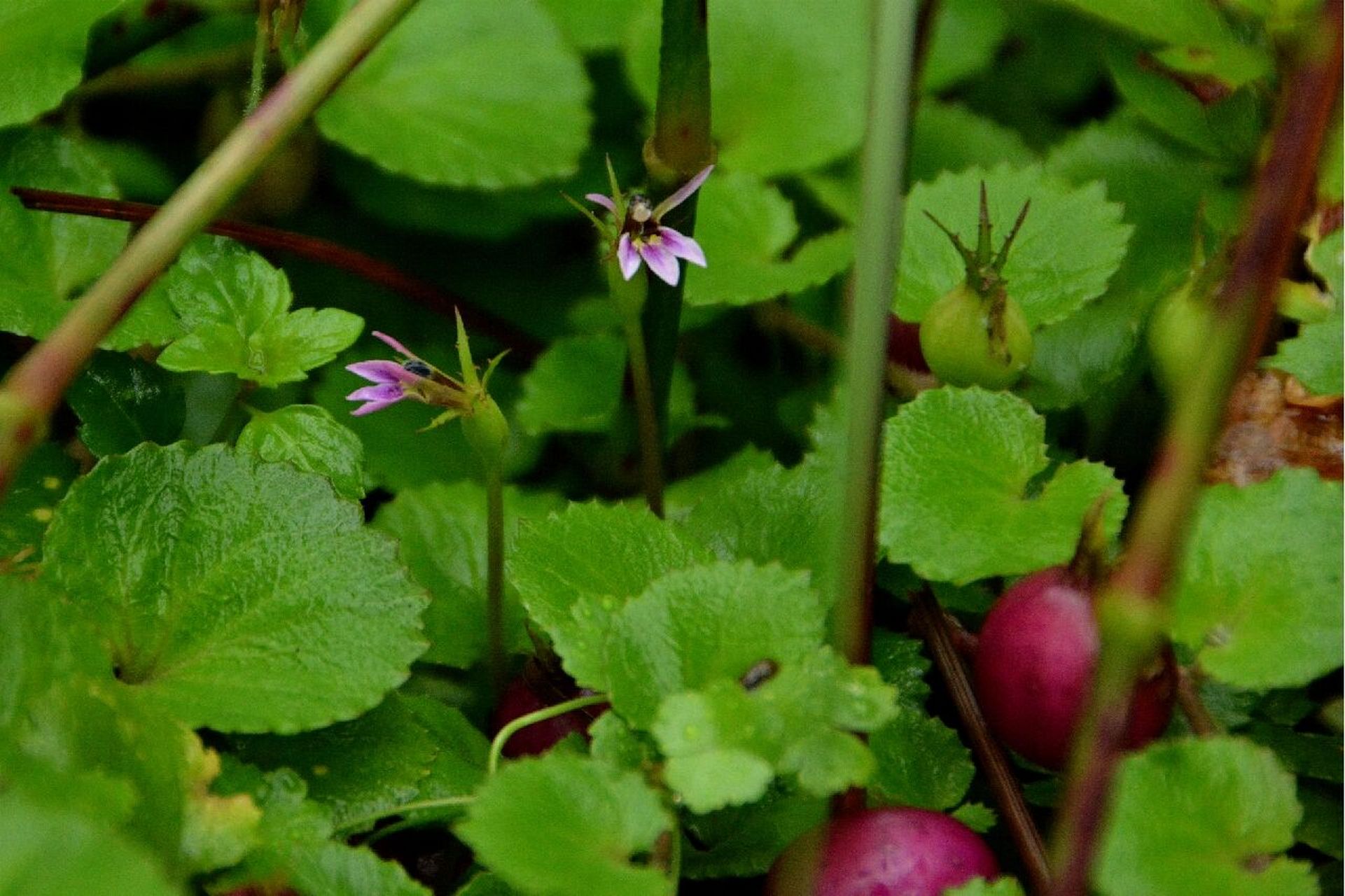 铜锤玉带草:我有小铜锤,捶在你的审美点上 这是"缙云山物种科普系列"