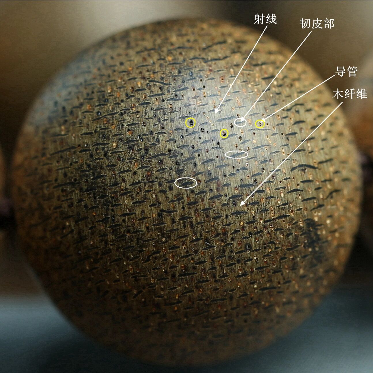 辨别沉香必备的基础知识 要辨别真假沉香,就必须了解沉香的基础结构