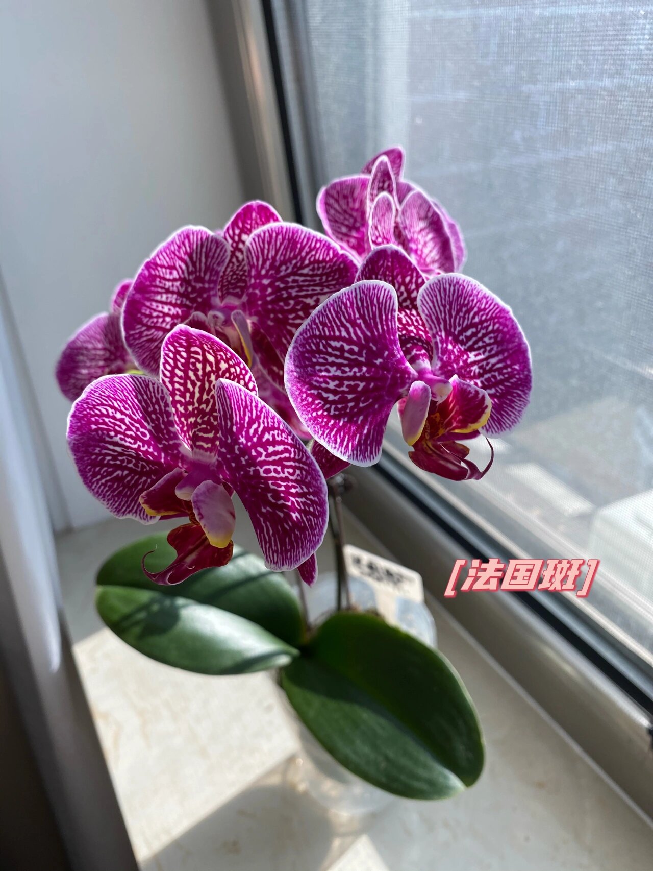 我美丽的蝴蝶兰 图1:招财猫,大辣椒,绿如意,小草莓,三色鸟(北京安海