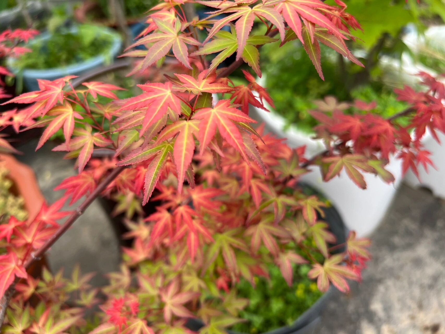 春天的红色系枫树 爪红 群云雀 姬猩猩 希拉蕊. .