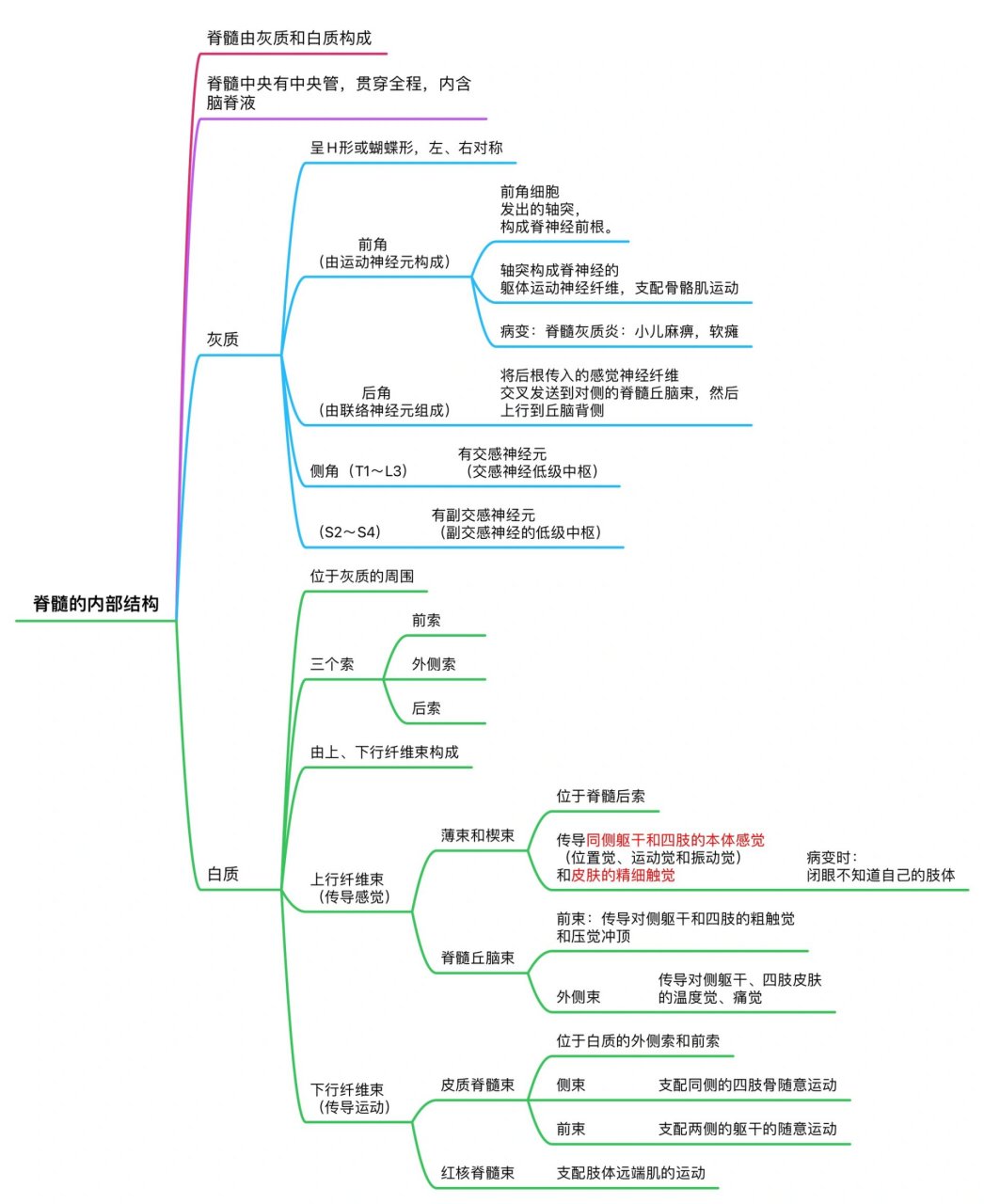 人体神经系统思维导图图片