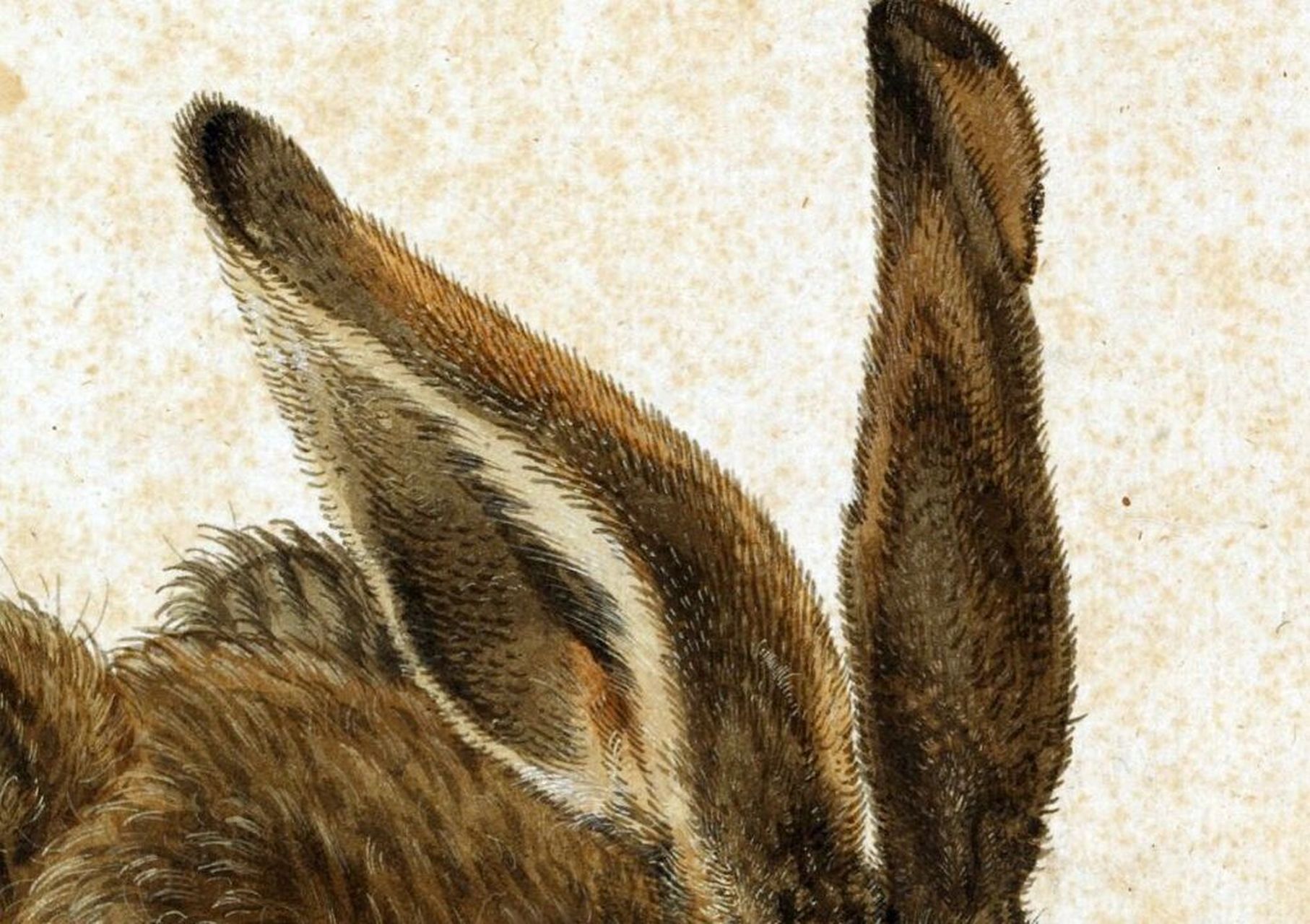 百幅世界名画欣赏6——【野兔】 艺术家:德国画家丢勒 《野兔》 创作