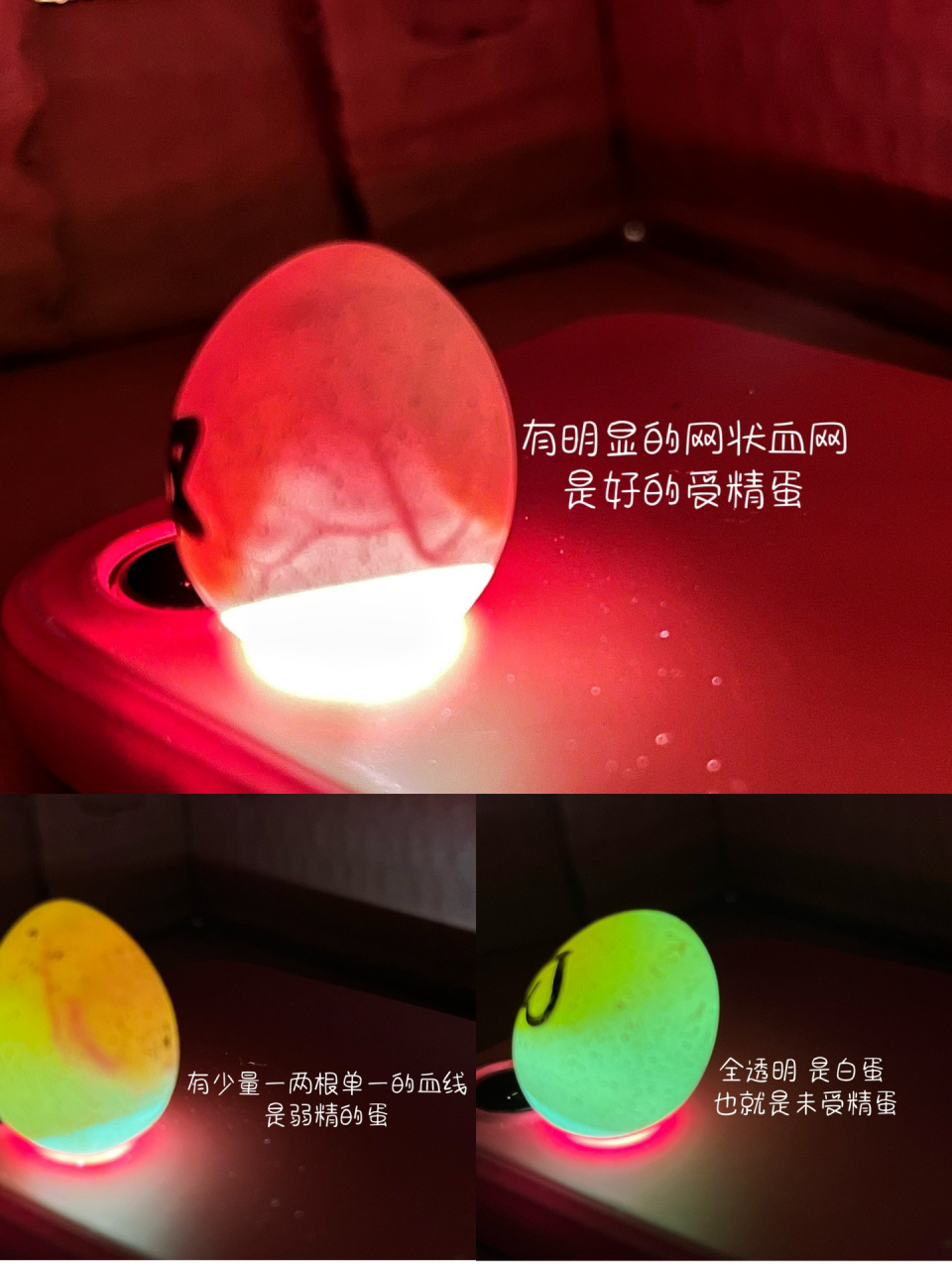 【芦丁鸡】孵化怎么区分是否是健康受精蛋 孵化第六天拿出来照蛋,找一