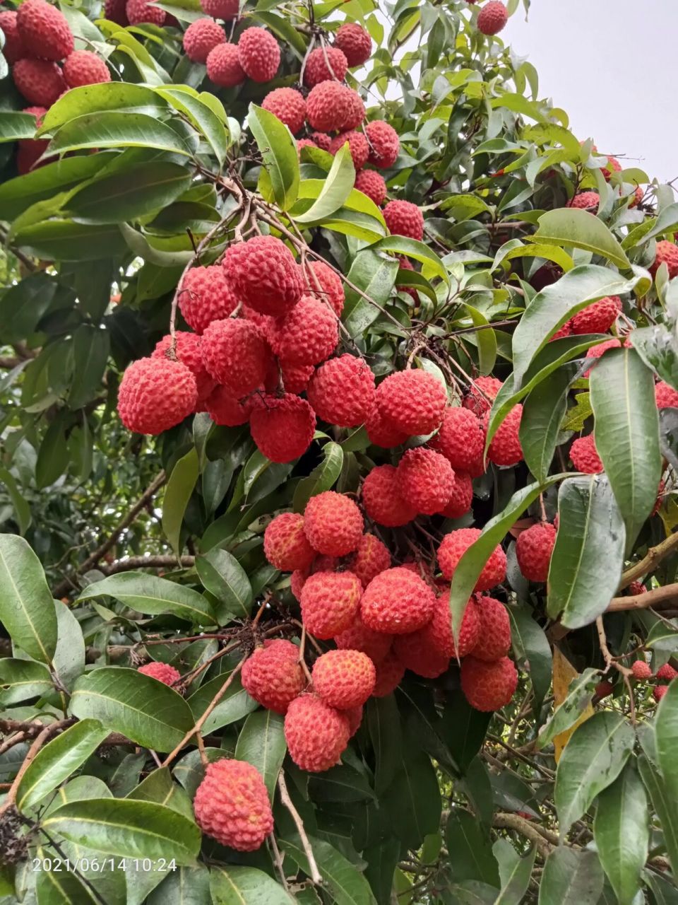 红灯笼荔枝!一串!一串!