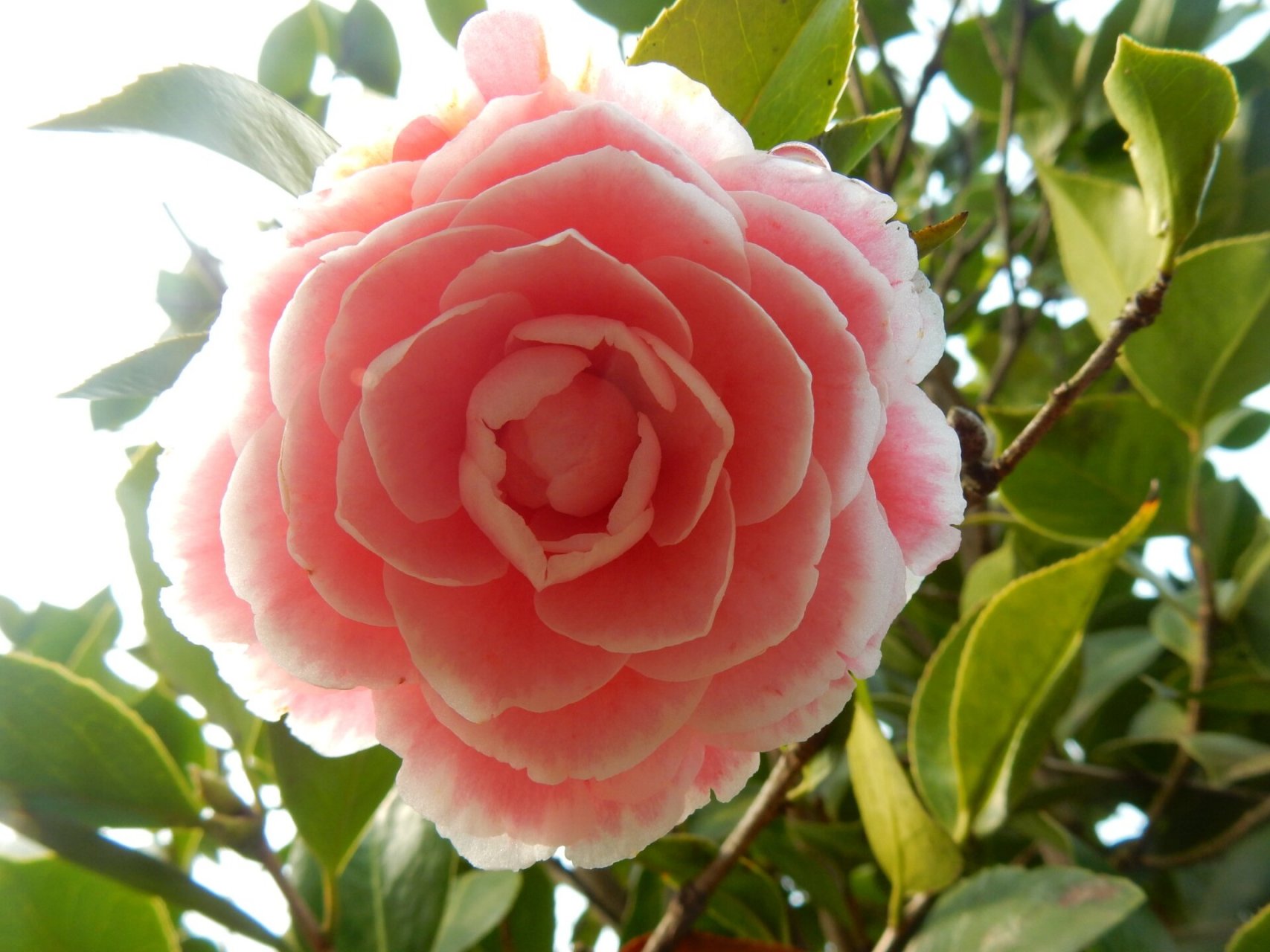鸳鸯凤冠 茶花品种~鸳鸯凤冠 茶花鸳鸯凤冠属浙江名品之一.
