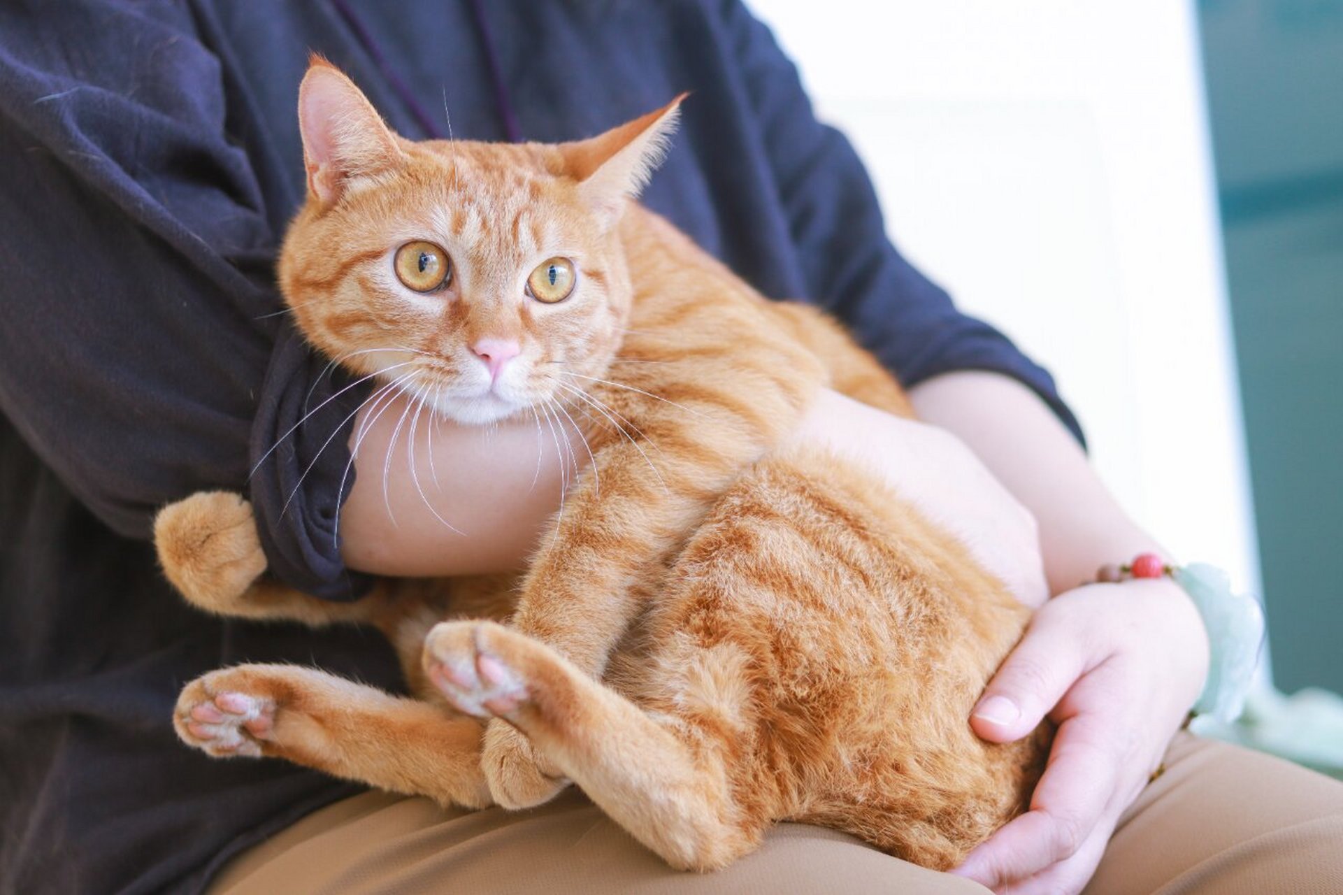 《蓝精灵》阿兹猫 | 动漫里的猫 "阿兹猫"又叫阿滋猫,是美国动画片