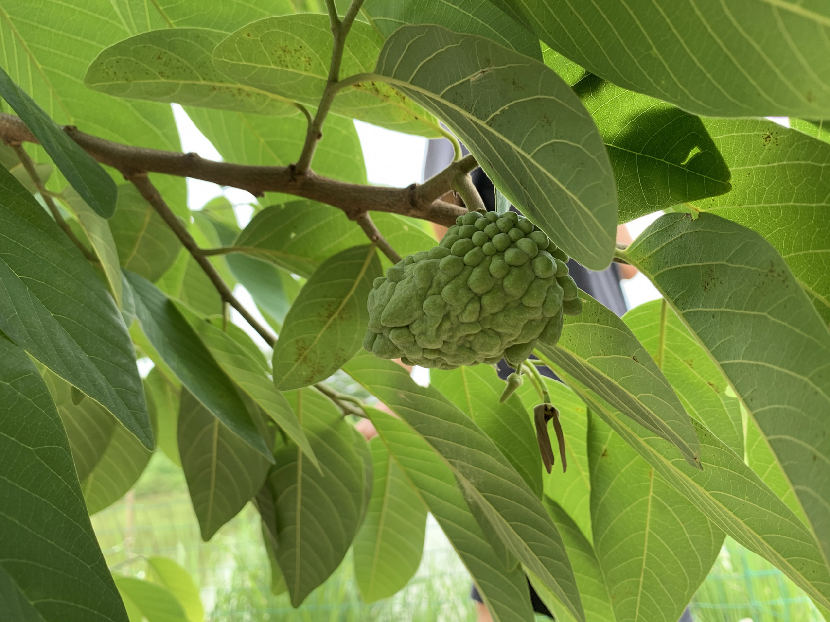 释迦果树真的是很神奇了!