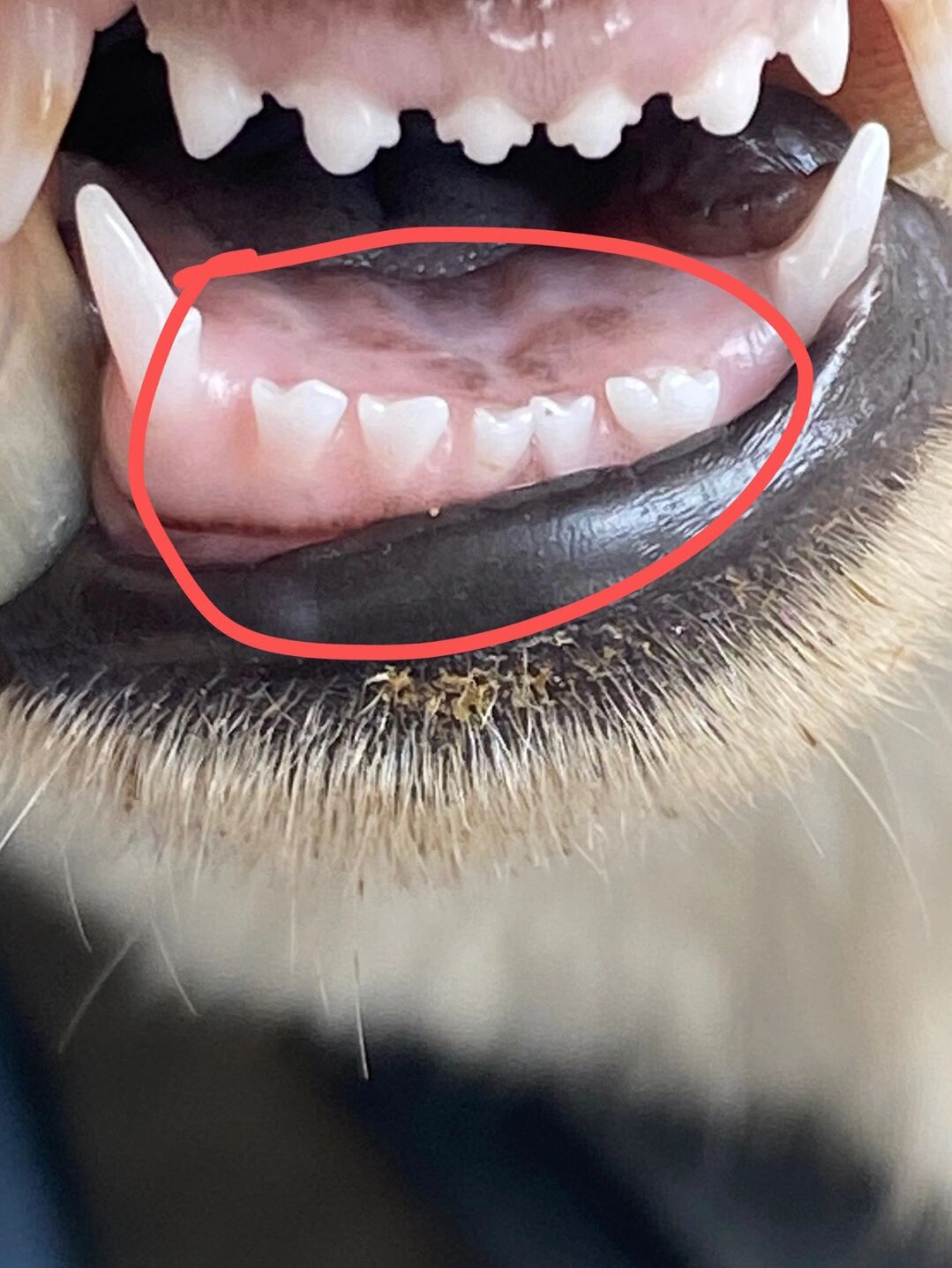 罕见的5牙狗,全黑舌头虎头猫耳朵 极品小白公,大葫芦头小猫耳朵,全黑