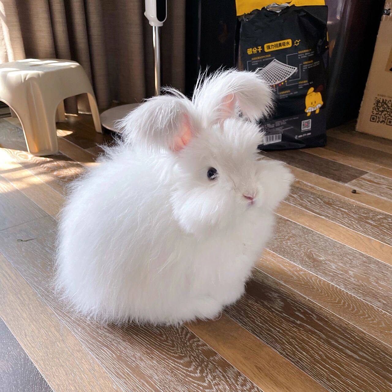 稀有色霜白色英系安哥拉兔 反馈来了四个多月的嘻滋滋3.88斤了.