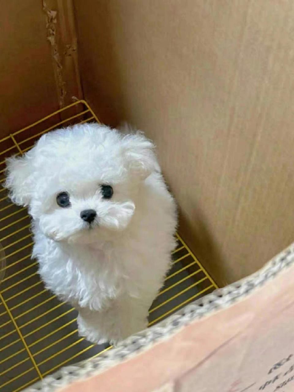 求一个小体比熊幼犬,母的,有出的吗?