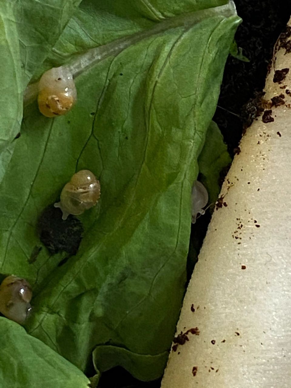 白玉蜗牛蜗牛蛋孵化教程 我家宝宝很喜欢蜗牛,pdd买了两只,结果竟然