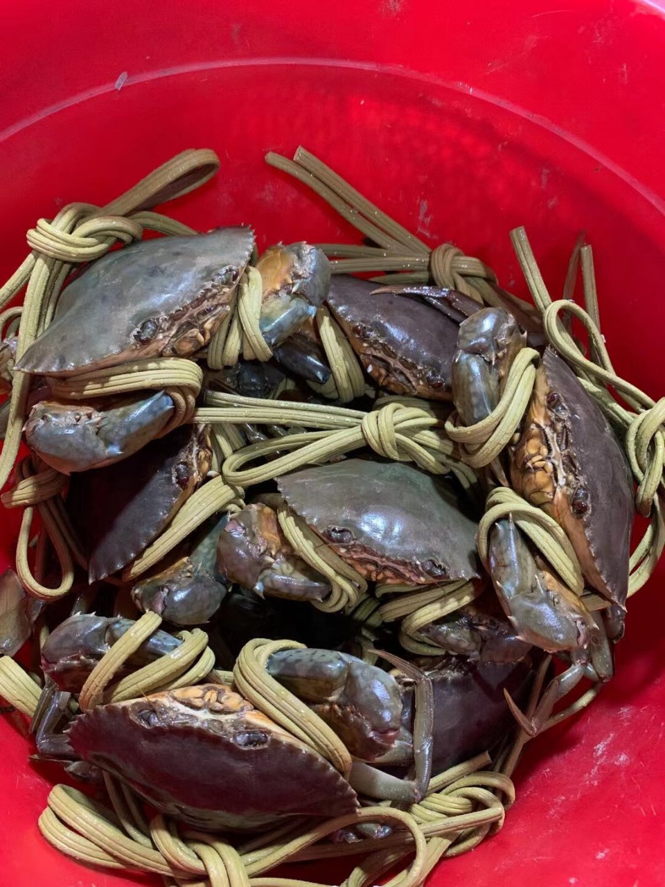 牛田洋青蟹 质量一级好的牛田洋膏蟹,肉蟹!100元2只,一只1斤左右