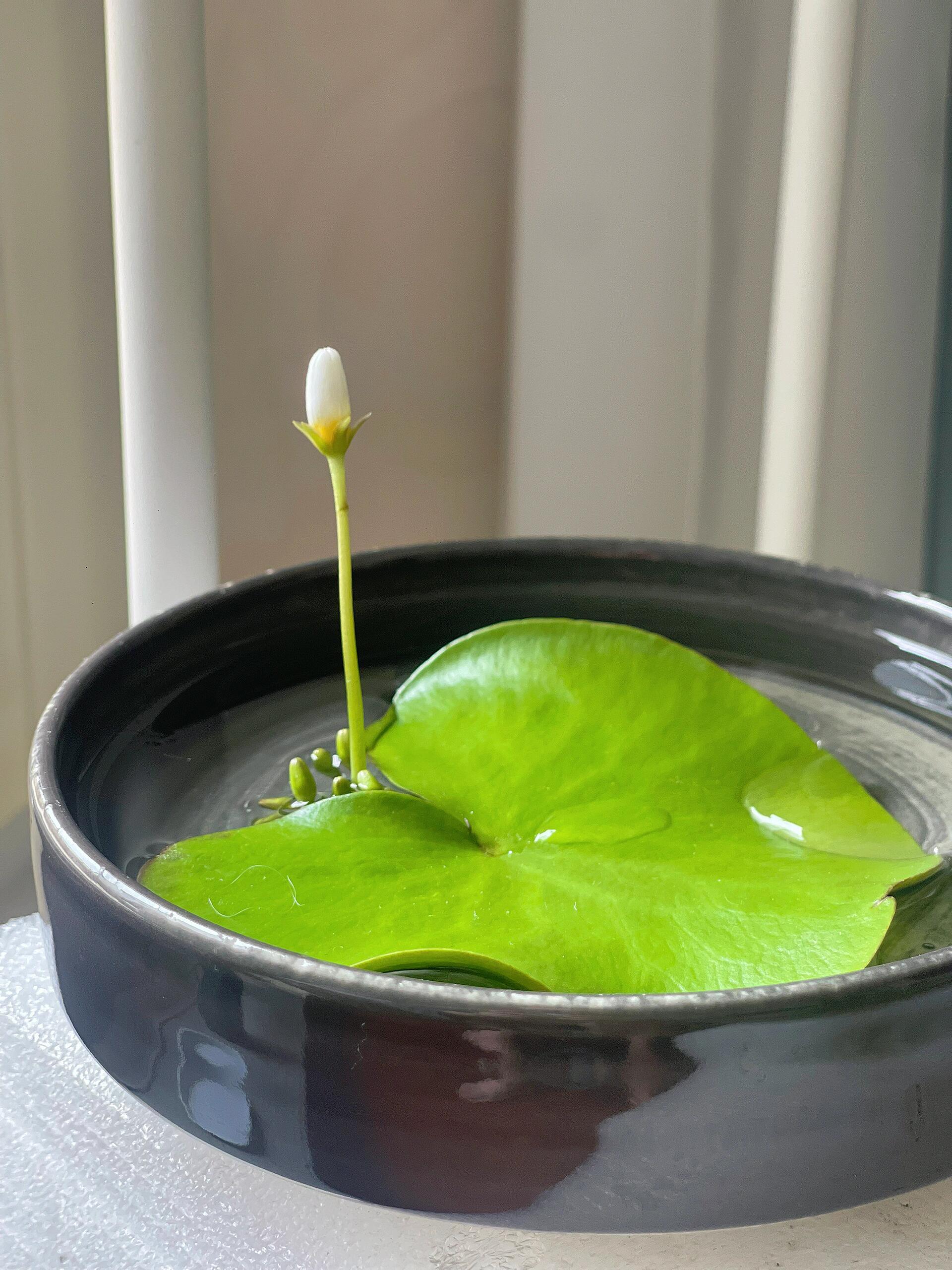 一叶莲,真是让人心动!