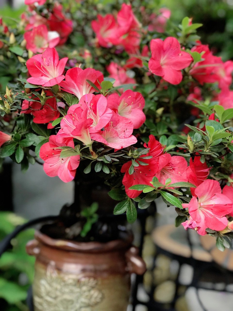 杜鹃 红梅锦 相比之前的珍山,碧空,红梅这个品种的枝节长了许多,花型