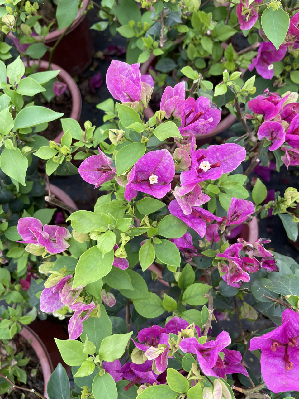 紫色系的三角梅我只卖这款—紫九月 紫色勤花系列,颜色好看,重要的是