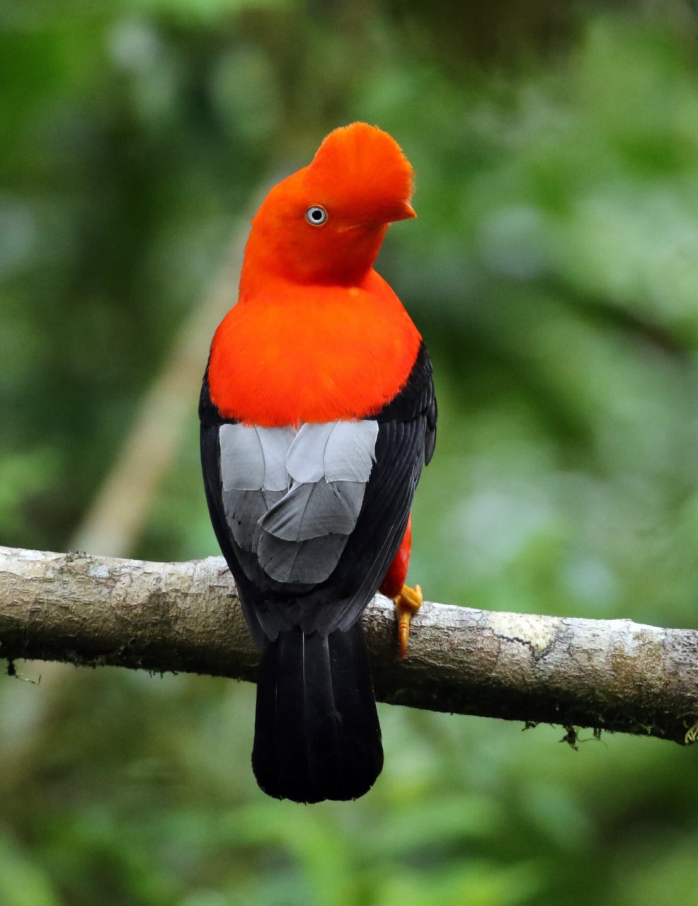 头顶红色毛茸茸小扇子的安第斯动冠伞鸟 亚马逊雨林中有一种头顶一把