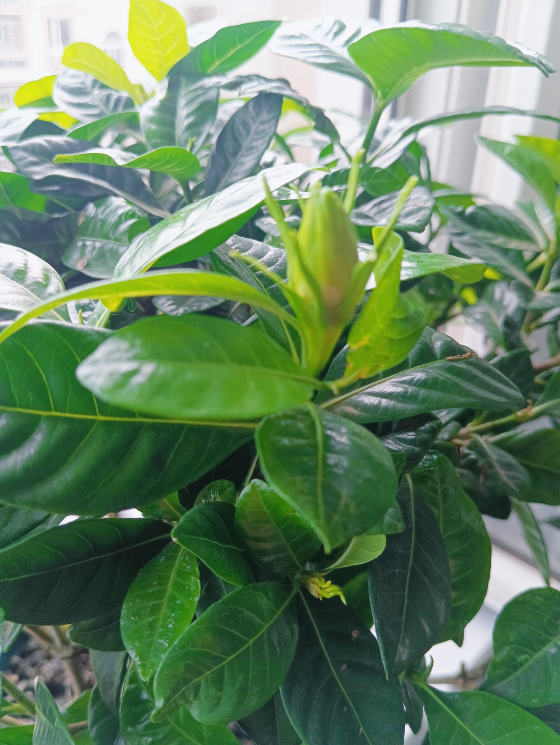 栀子花苞,啥时候能开花