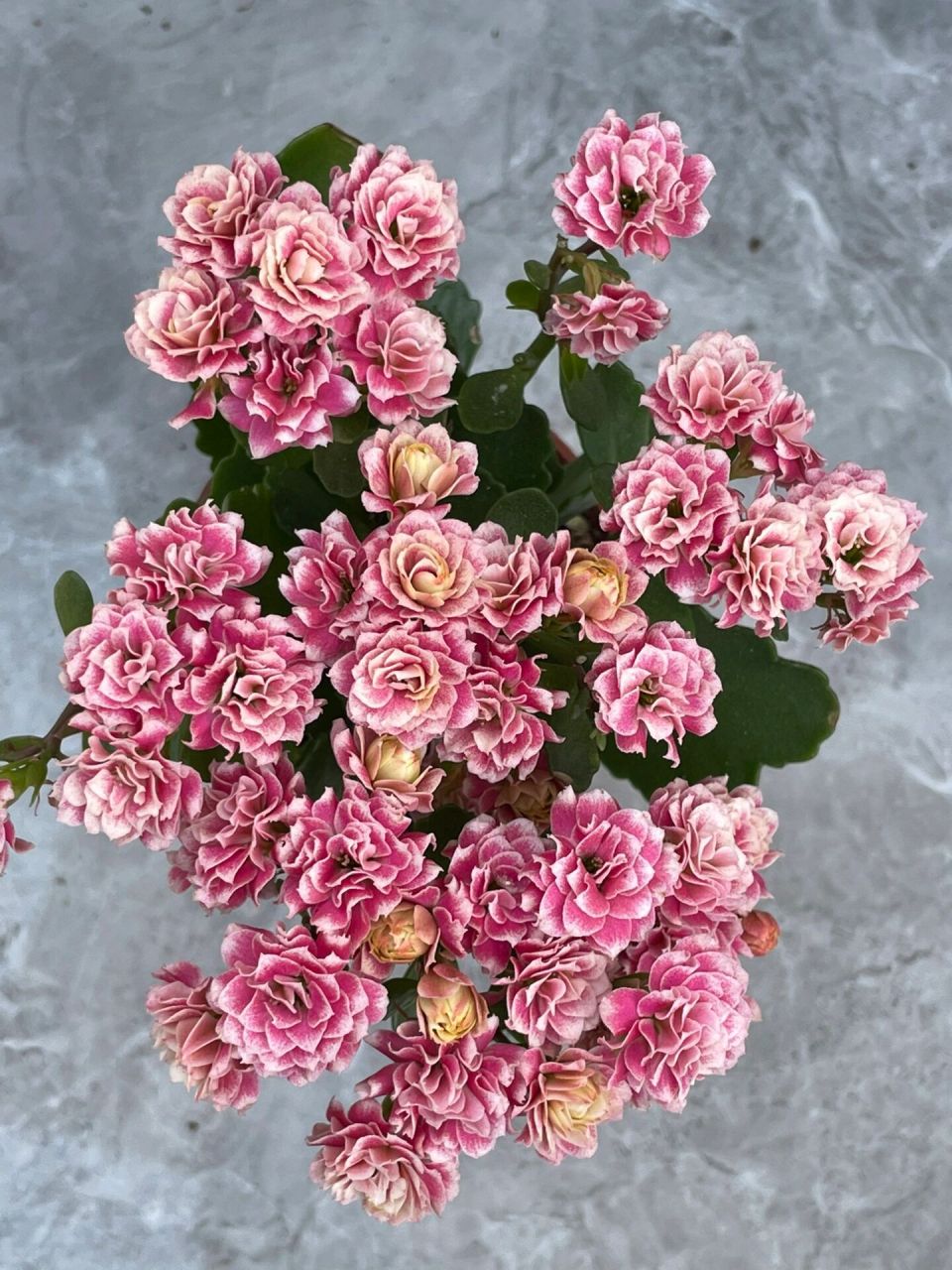 长寿花:安娜公主. 长寿花