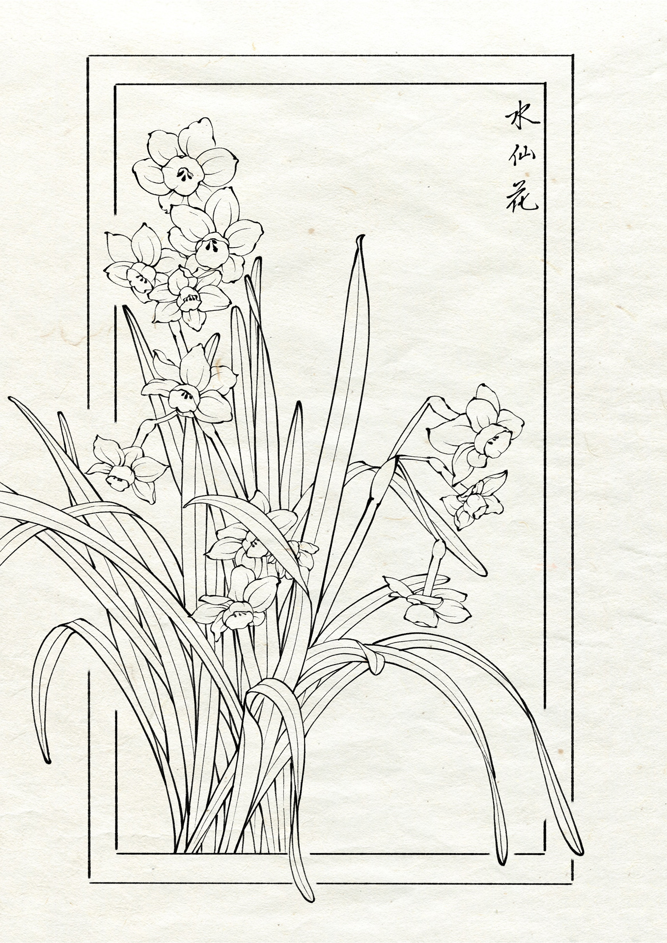 水仙花我结合两张实物照片,一张用的叶子,一