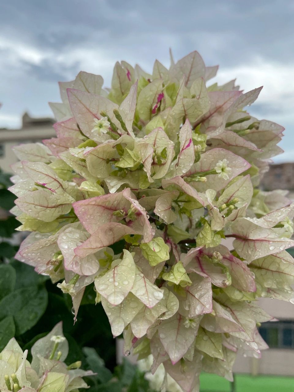 雨后手捧花状的三角梅菲菲娜白