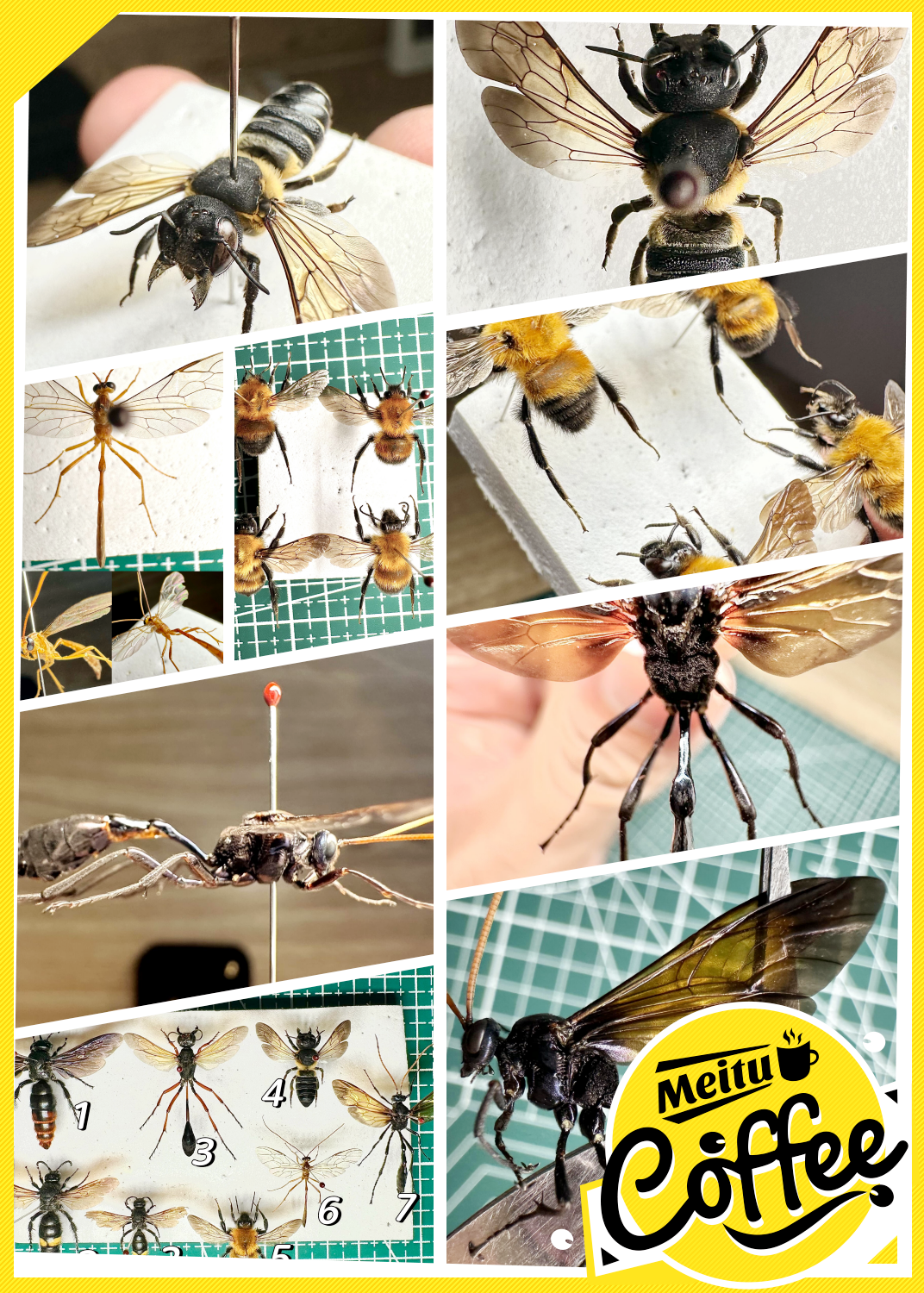 眼斑土蜂 scolia oculata:个人记录数量最多的土蜂,常见得很!