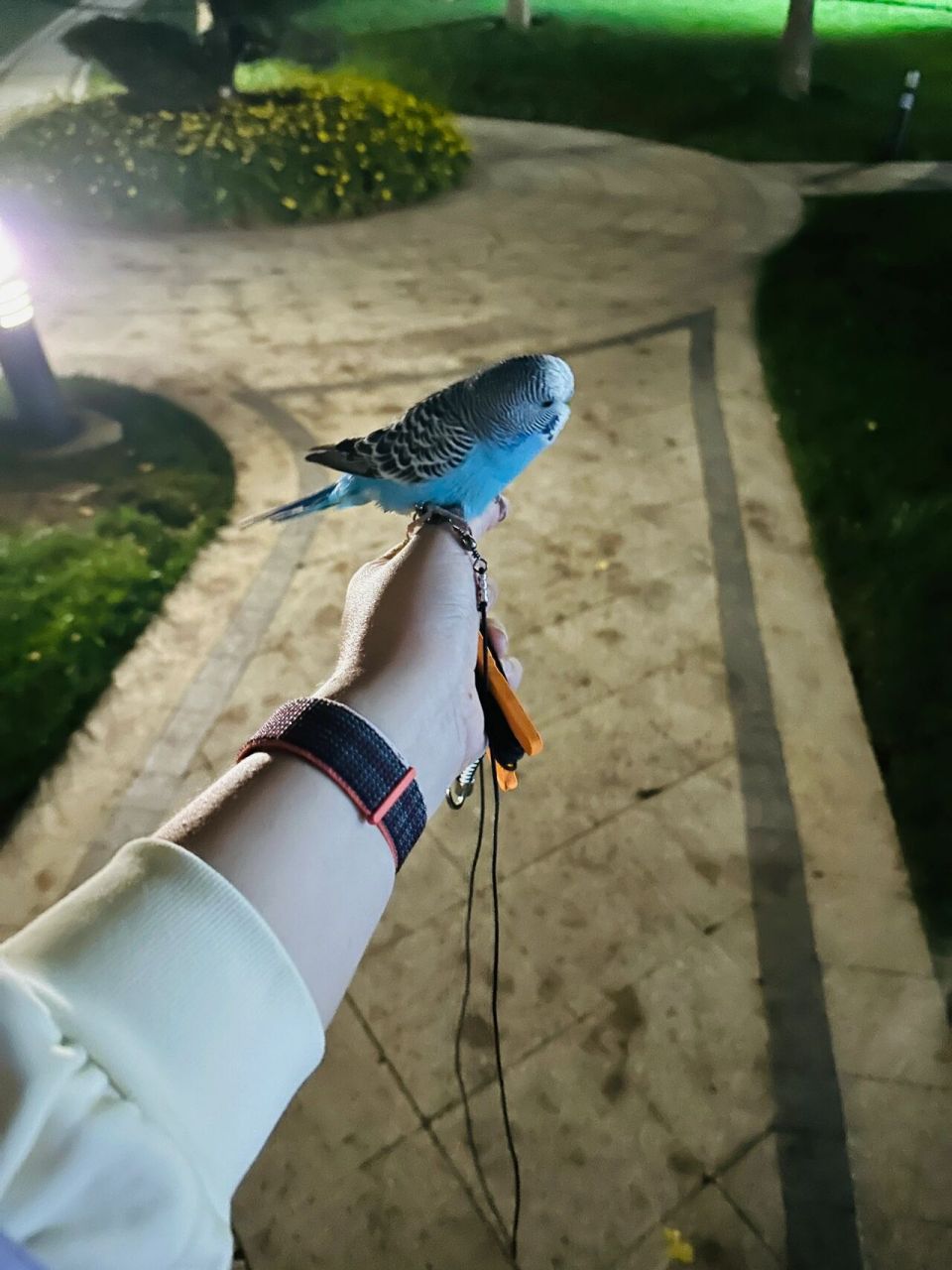 鹦鹉放飞绳和脚环推荐 如图 1,放飞绳99搜:高弹力5m放飞绳(只有这种