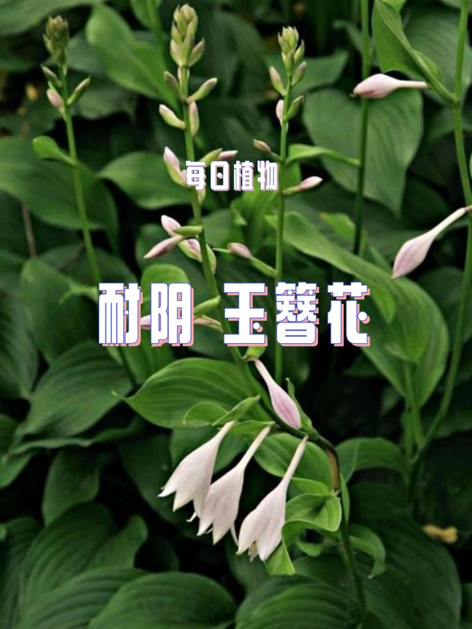 每日植物—玉簪花 #玉簪花 花色:多色 高度:30cm 花期:4-6月 光照要求