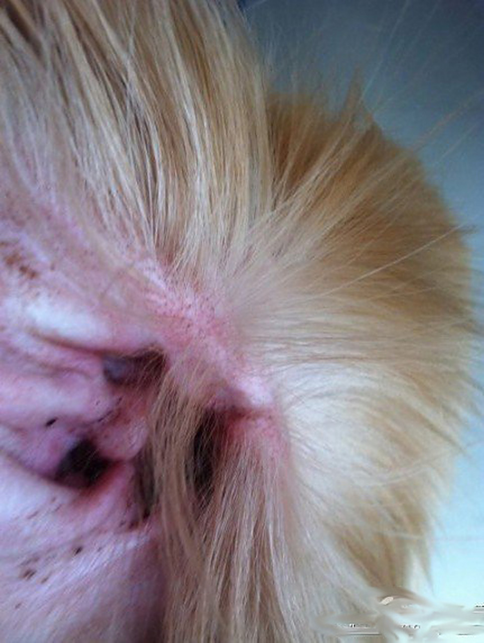 狗狗耳螨的症状与解决方法 狗狗的耳道呈"l"形,因其特殊的结构很容易