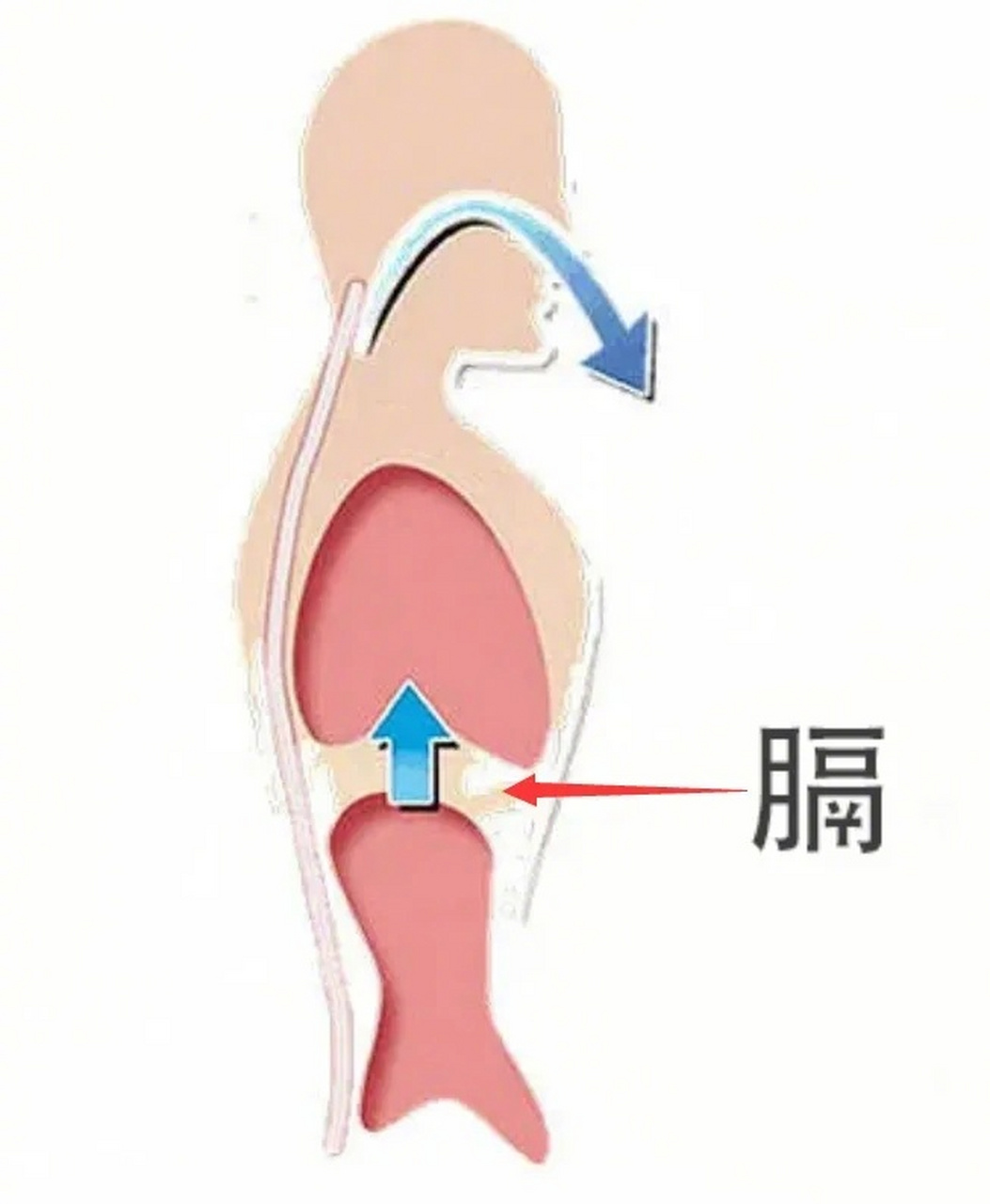 肋膈角在哪里图片