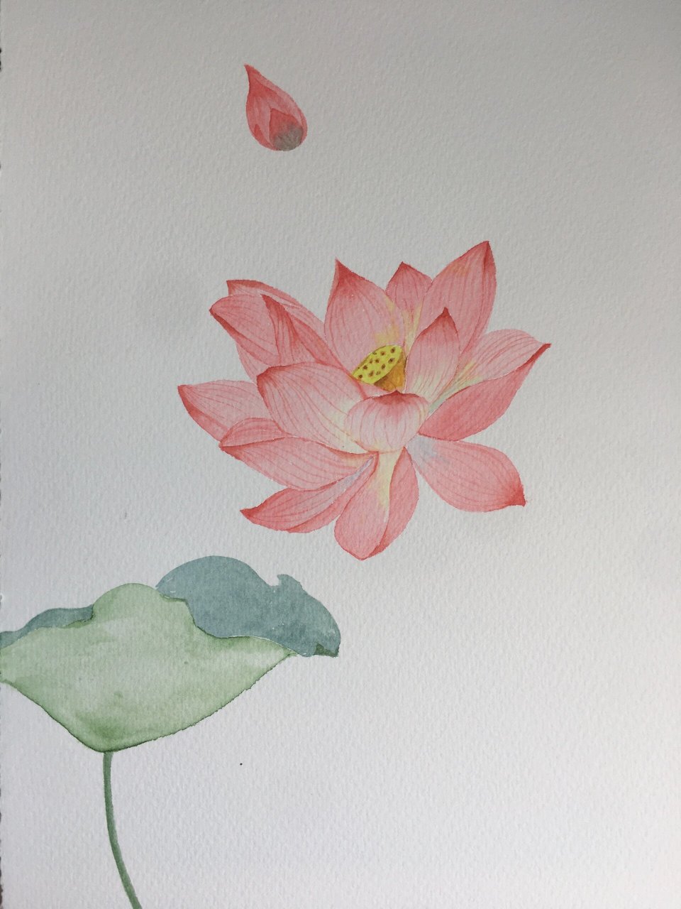 水彩荷花附过程图 荷花盛开的季节,总是忍不住画起来!