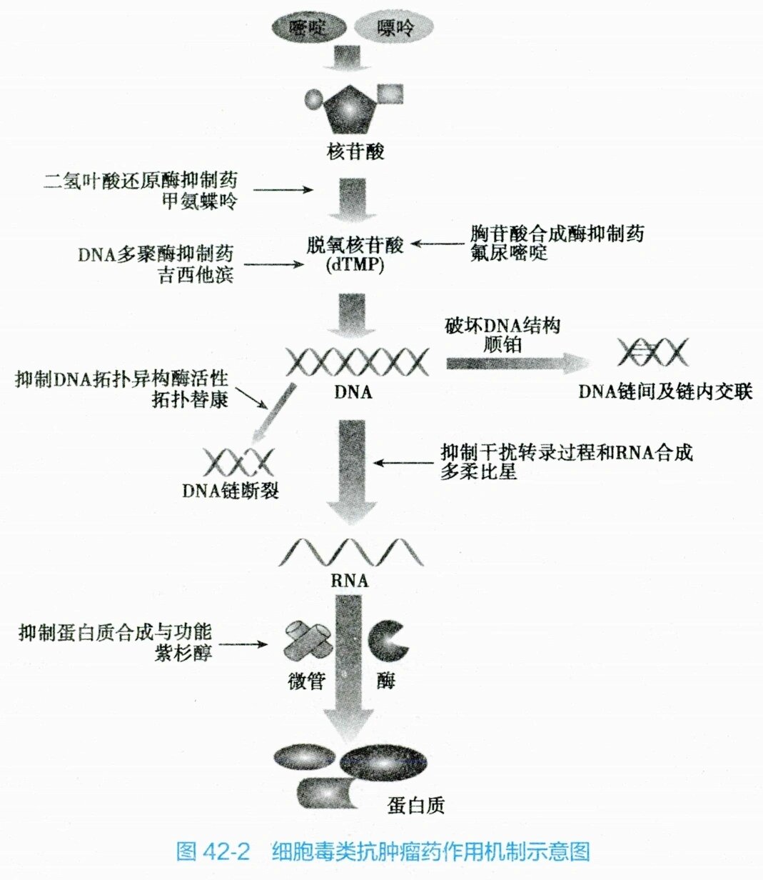 托法替布药理机制图片