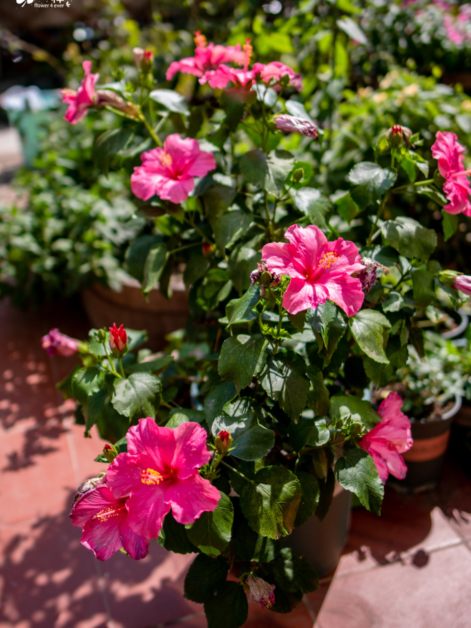 我去年刚买这棵扶桑花的时候,没过几天我叔叔去世了,当时我心里就咯噔