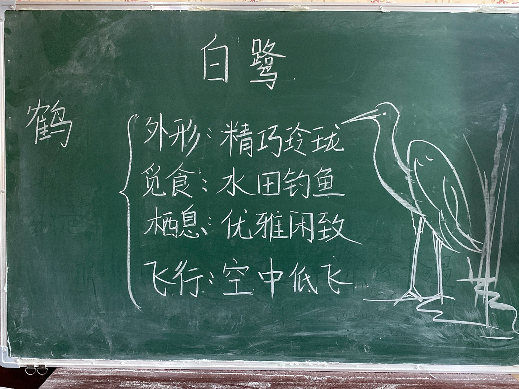 小学语文 五下 《白鹭》板书设计