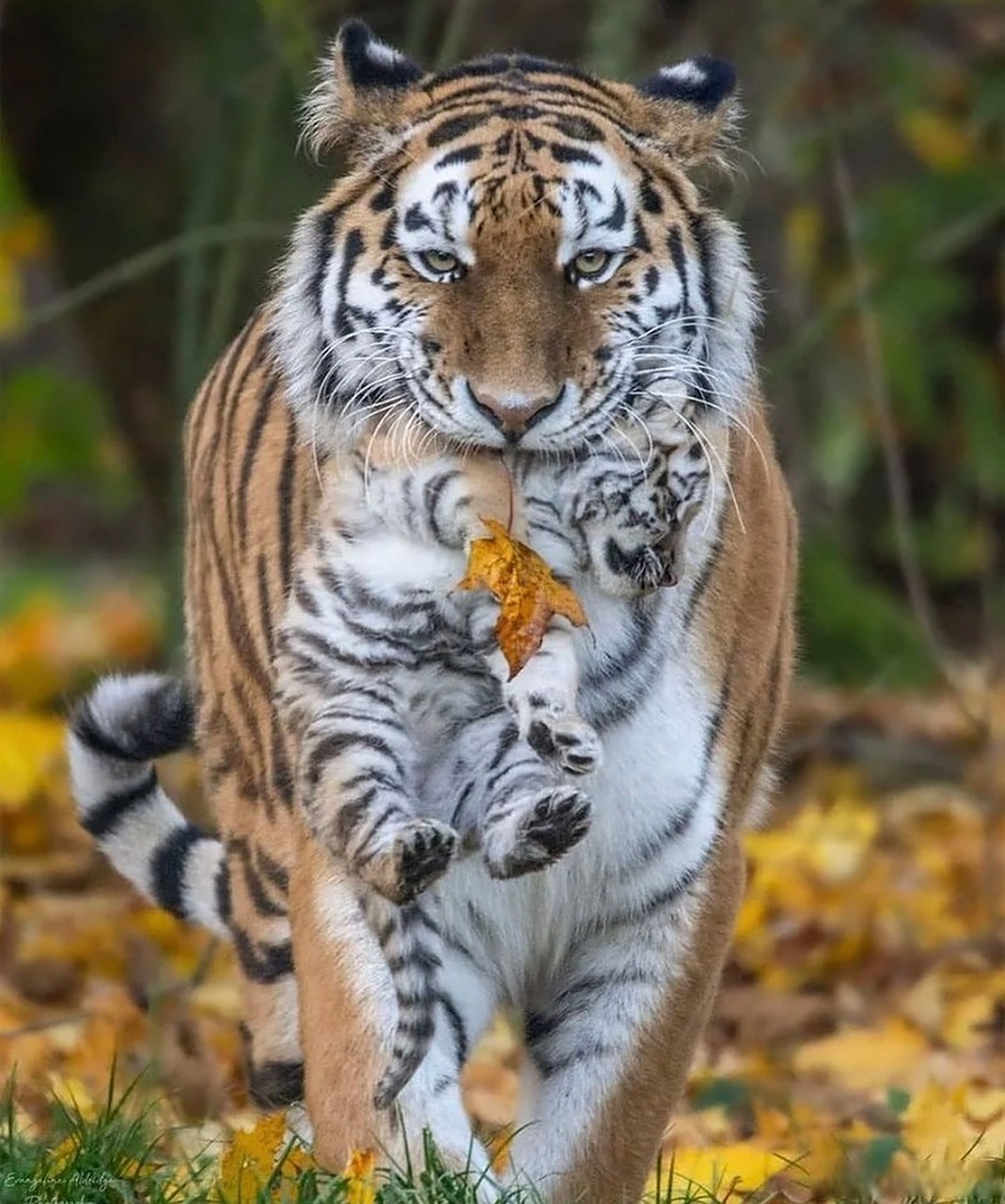 百兽之王老虎威风凌凌,其牙齿如匕首般锋利,是食肉动物中最长的,其中