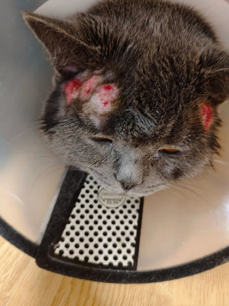 猫咪球菌感染怎么办    我告诉你们怎么办!