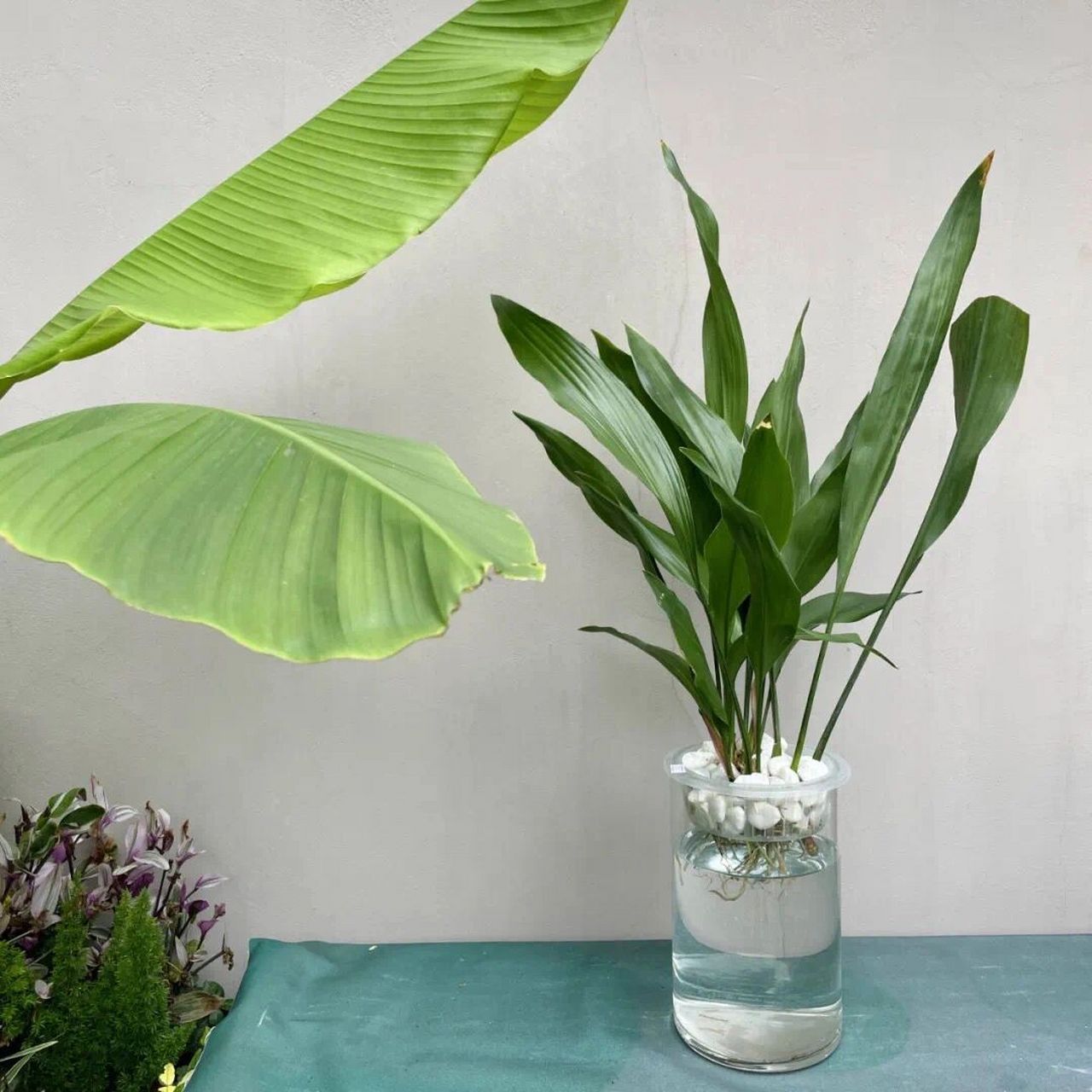 桌面水培植物|一叶兰95 一叶兰又叫蜘蛛抱蛋,花语是"独一无二的你".