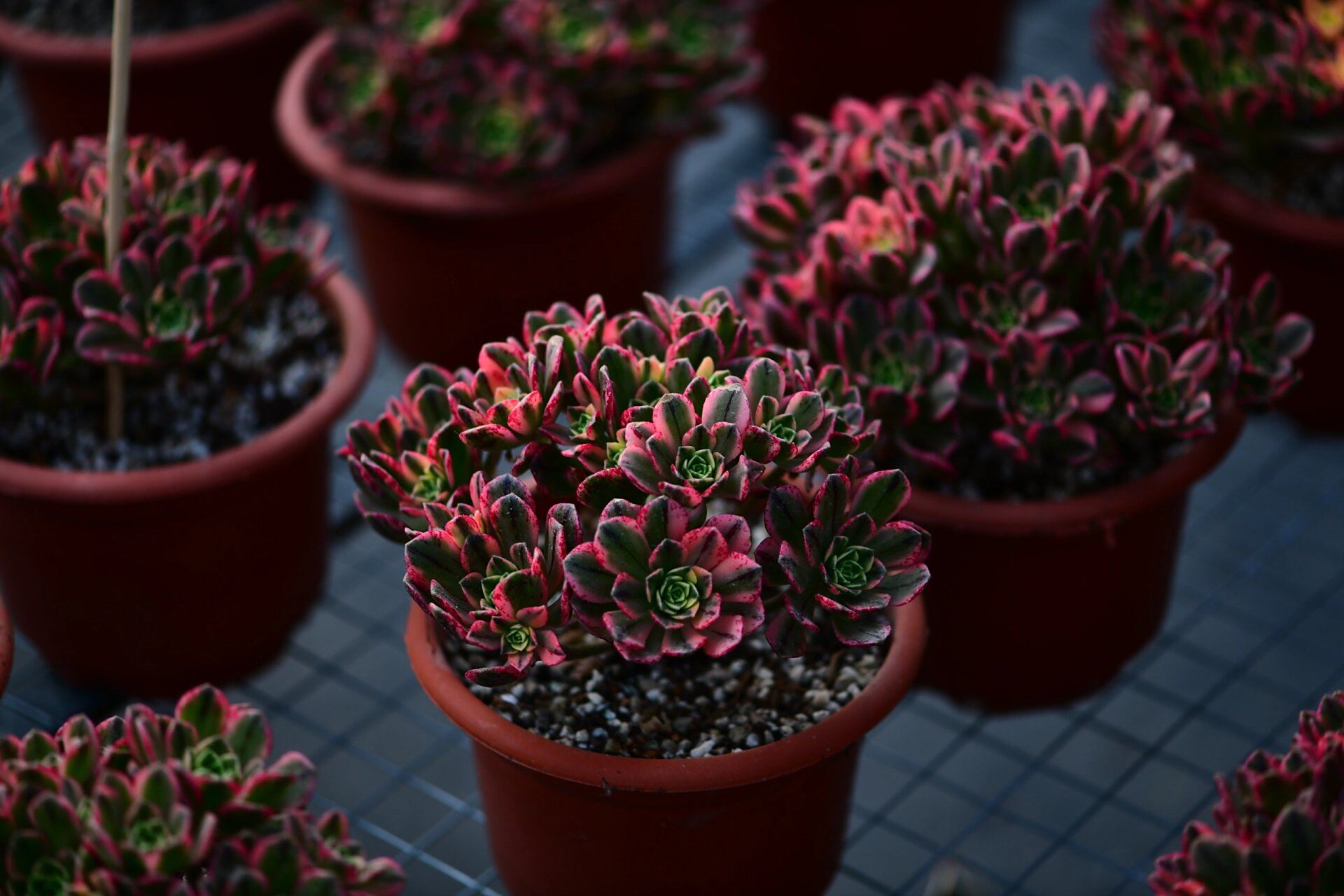 甜茶法师多肉 甜茶法师:叶片边缘是红色的,颜色甜美,充足的光照叶片是