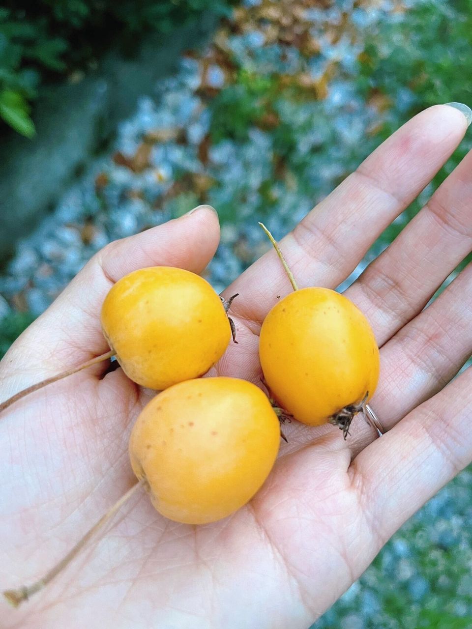 万能的,请问这个长的像小苹果的果子是什么?结这么多,老问题:能吃 ??
