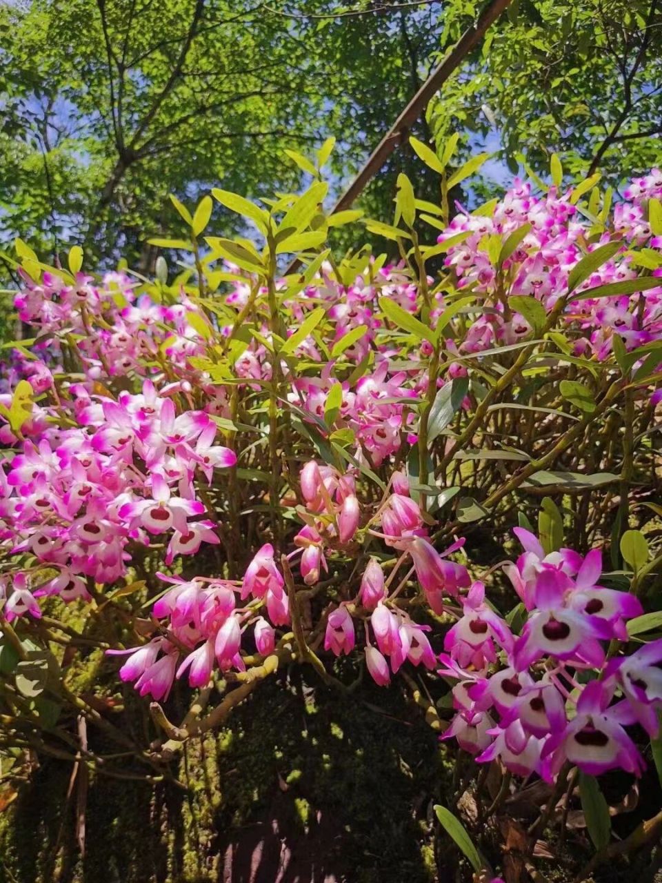 九大仙草之首——石斛之金钗石斛 贵州赤水金钗石斛,生于林中树上和