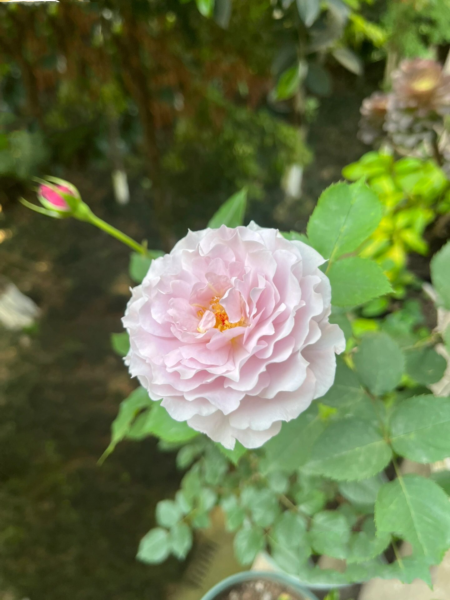 阳台党必入的蜻蜓月季 蜻蜓属于小型灌木切花类,枝条很强壮,树形直立