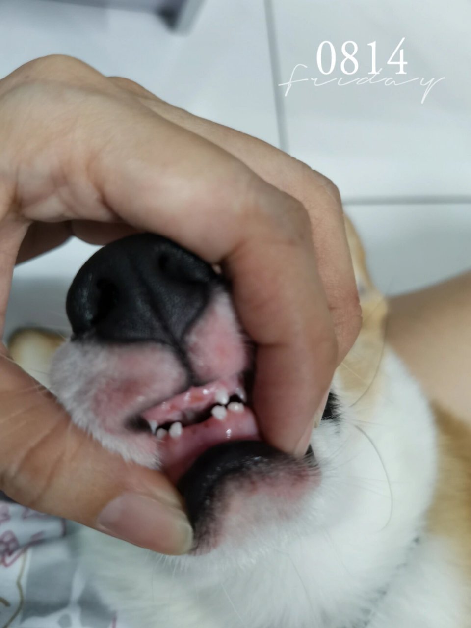 我家小柯基四个多月 今天突然掉了四颗牙! 正常吗?