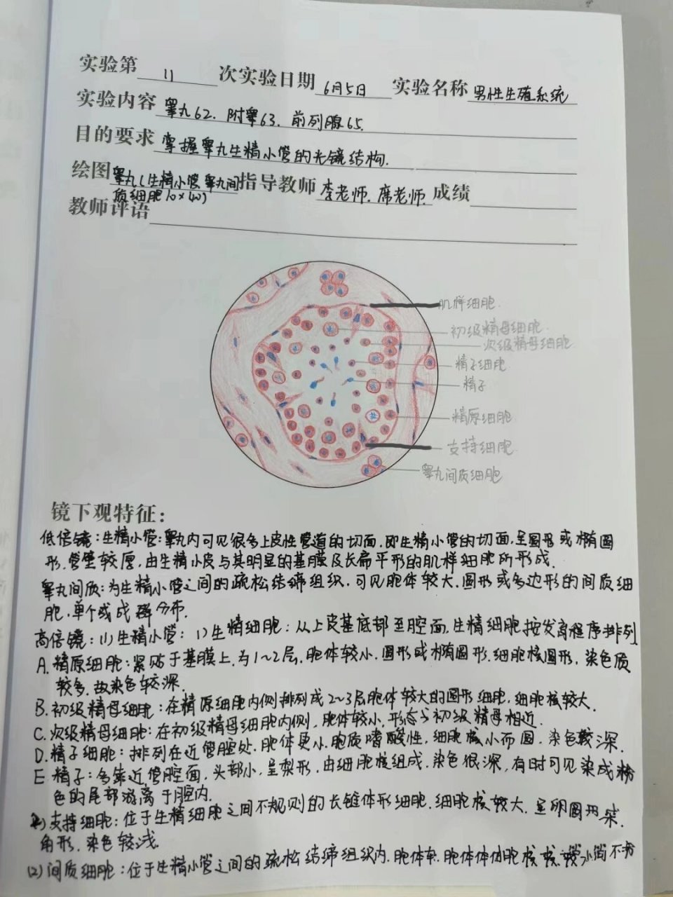 睾丸切片红蓝铅笔绘图图片