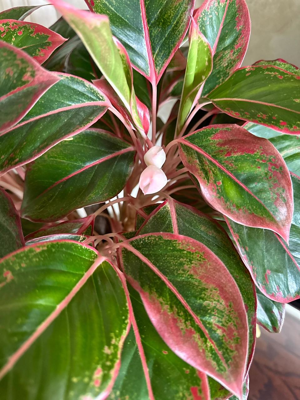 养了5年的万年红开花了