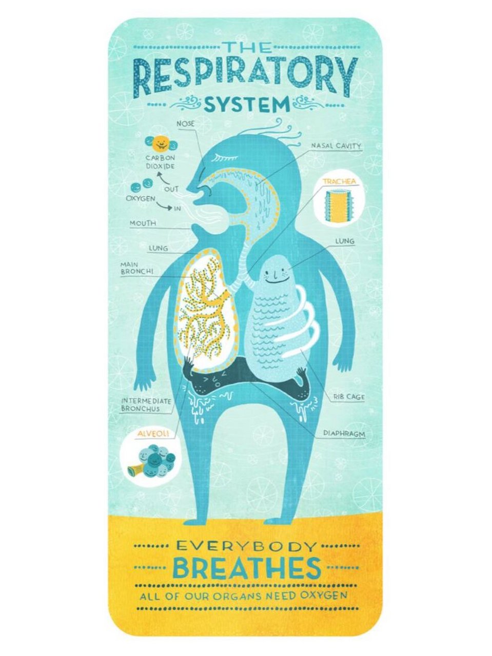 的人体手绘图,秒懂身体运作的各个系统 人体共有八大系统: ①运动系统