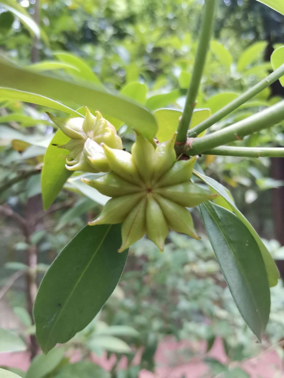 | 有毒的假八角 野八角
