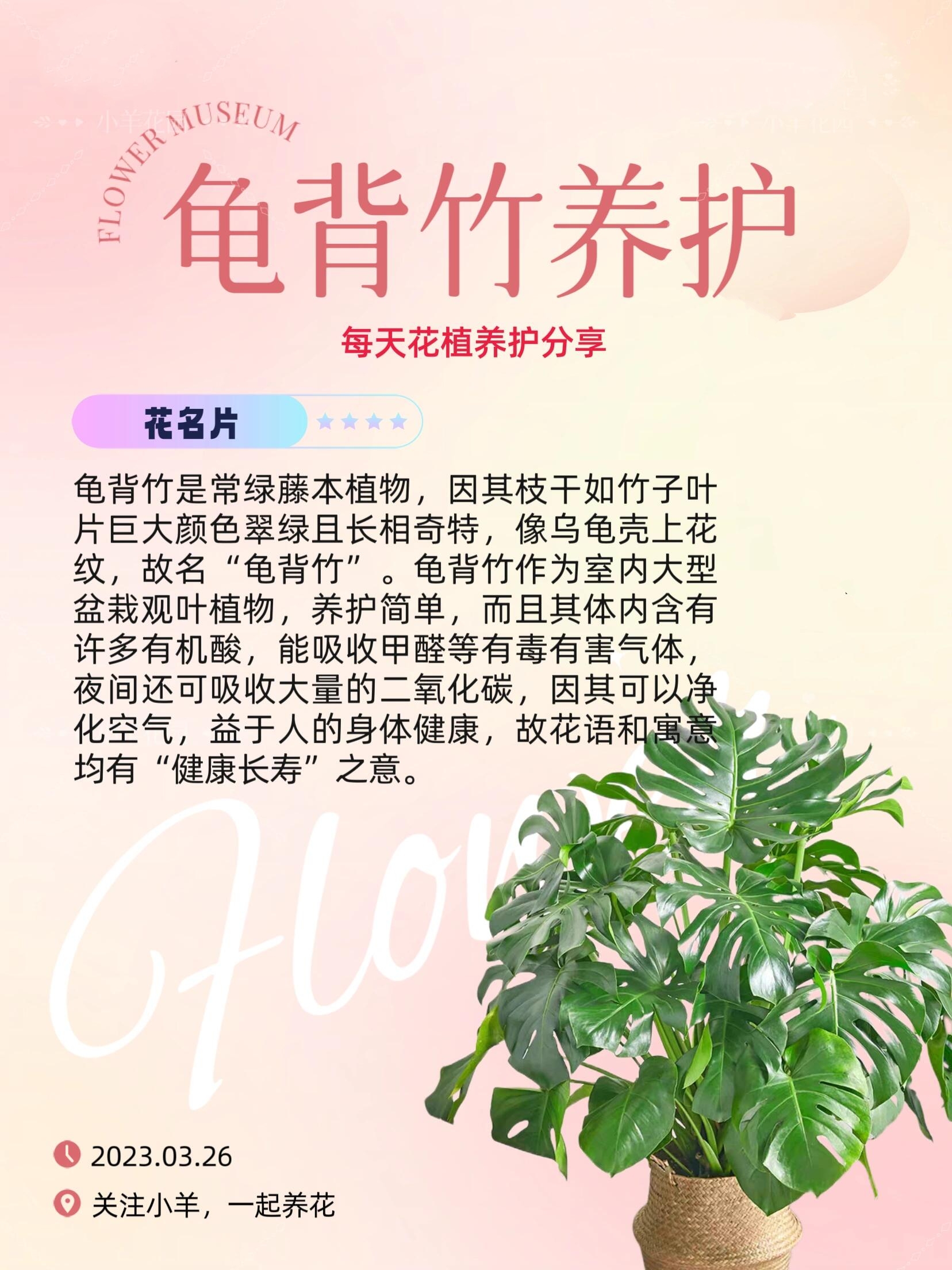 每天花植养护分享丨龟背竹