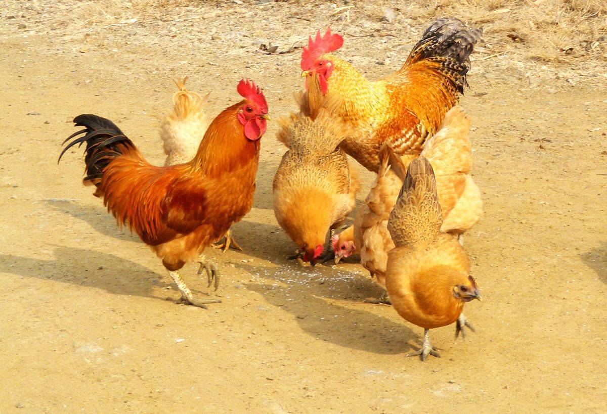 鸡群啄羽有什么处理方法  什么原因导致鸡群互相啄