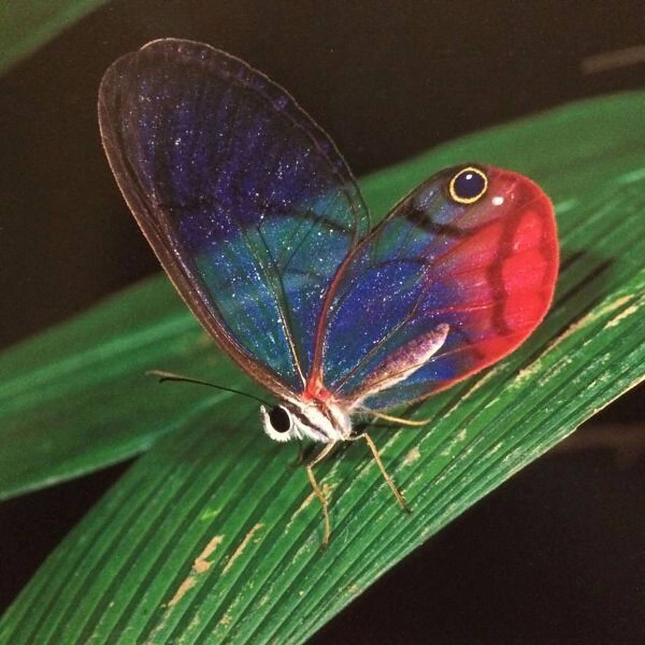 水晶蝶——玫瑰水晶绡蝶 玫瑰水晶绡蝶,学名叫做红晕绡蝶,是蛱蝶科